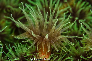 Cup corals by Leena Roy 